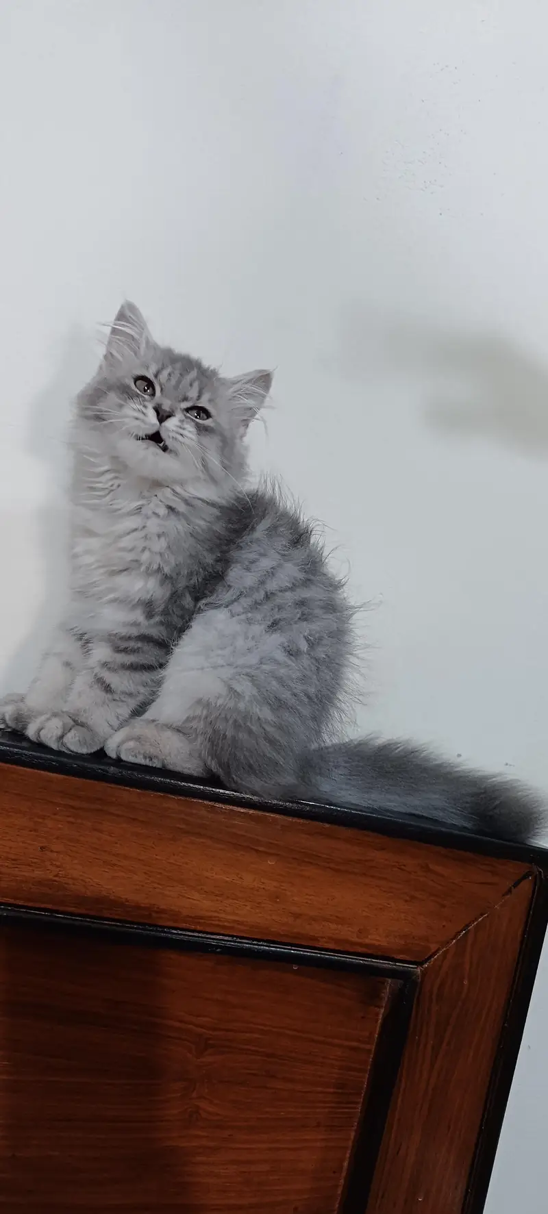Persian Cats|Kittens|For Sale — photo 9