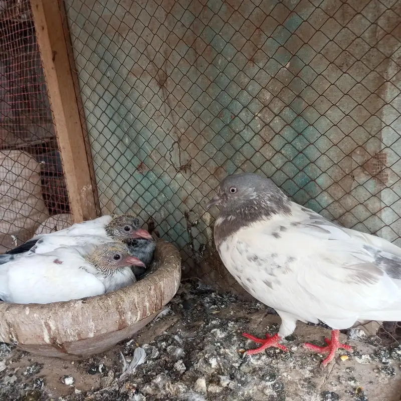 ferozpuri and kamkgar — photo 2