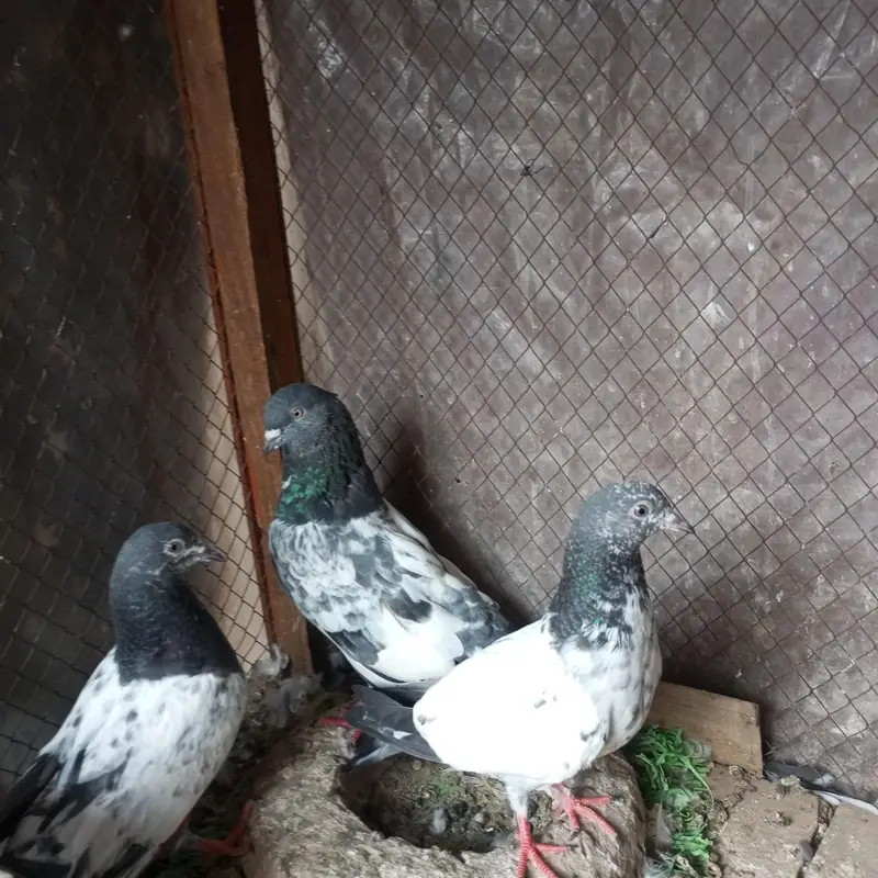 ferozpuri and kamkgar — photo 3