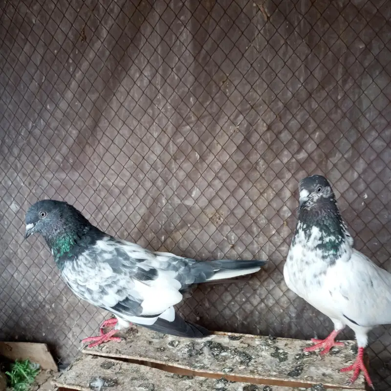 ferozpuri and kamkgar — photo 4