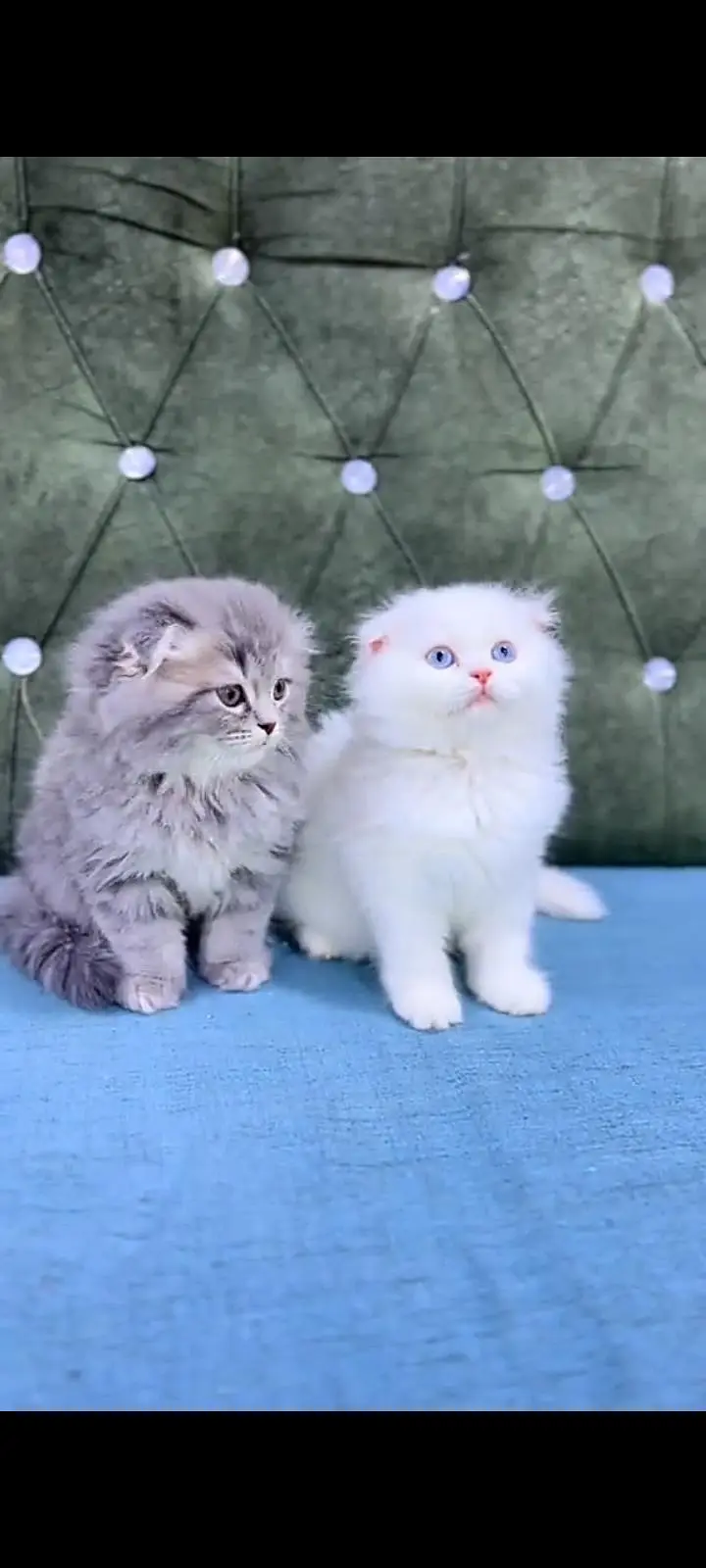 Quality Persian Punch Face cat &kittens 03476305771 WhatsApp — photo 2