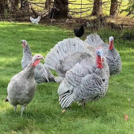 brown turkey breeder trio — photo 4