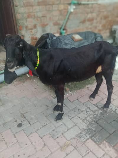 dase Bakri for sale