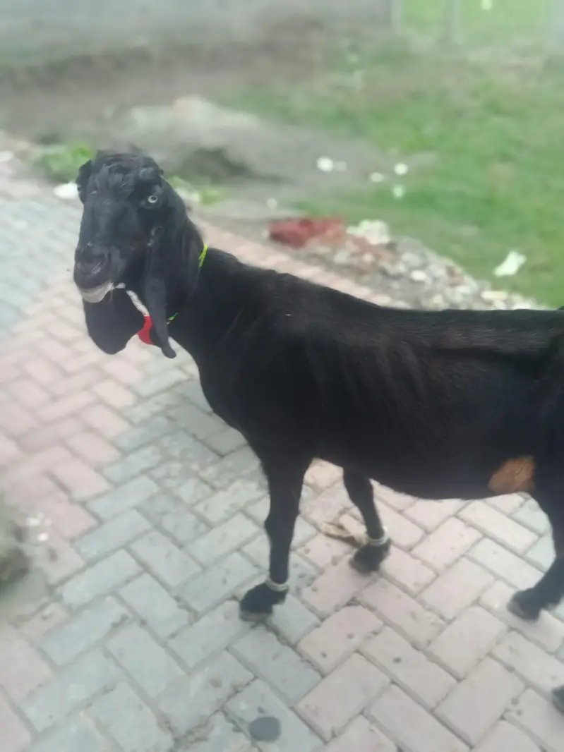 dase Bakri for sale — photo 2