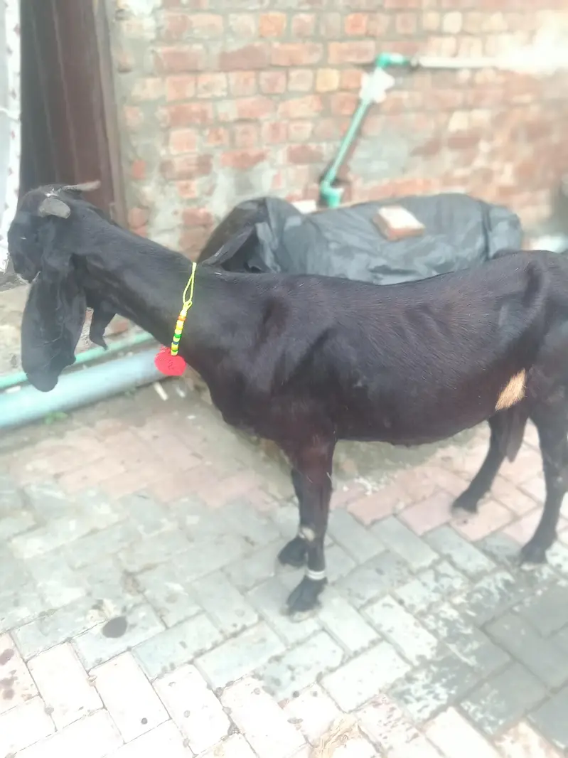 dase Bakri for sale — photo 3