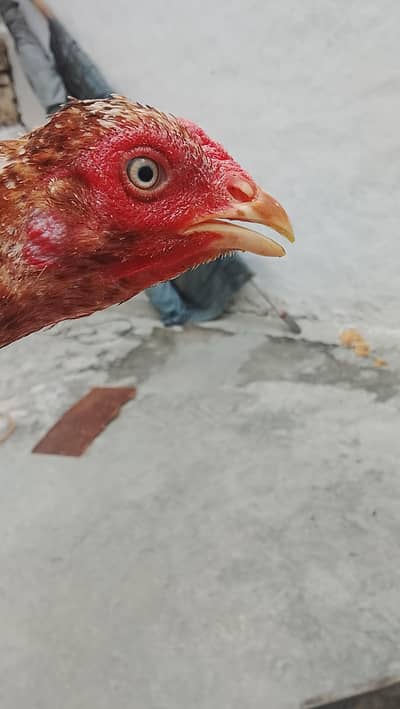 Both achi nasal ki madi ha 