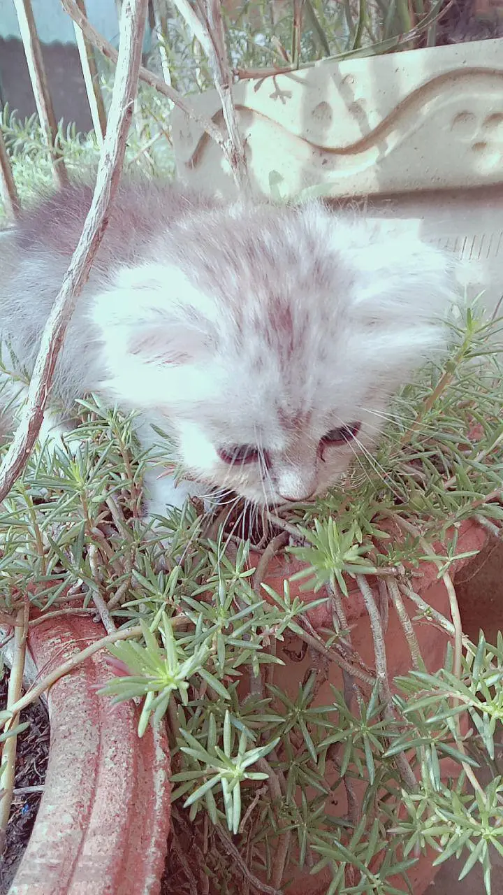 Kittens for sale — photo 2