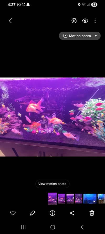 Big shark for sale