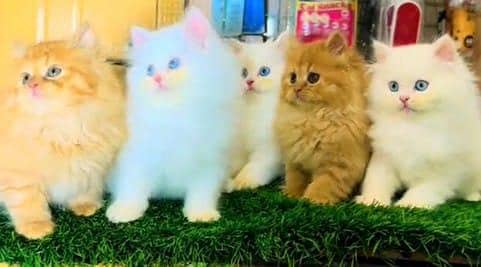 Persian kitten triple Qout. for. . sale my WhatsApp03493731440
