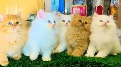 Persian kitten triple Qout. for. . sale my WhatsApp03493731440 — photo 2