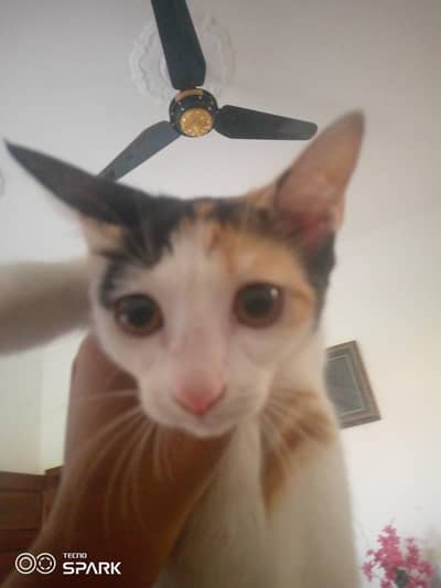 it is kitten name is myste