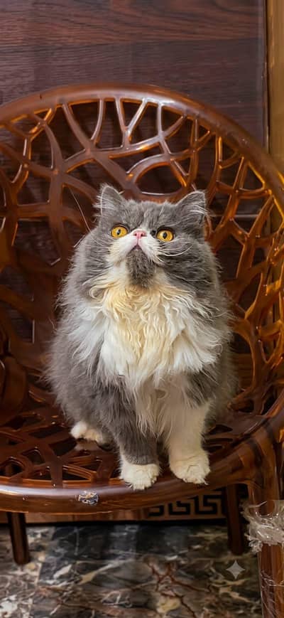 Peki Face Male cat Available / Piki cat /