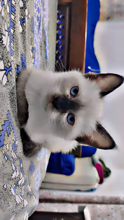 3000 very beautiful breed