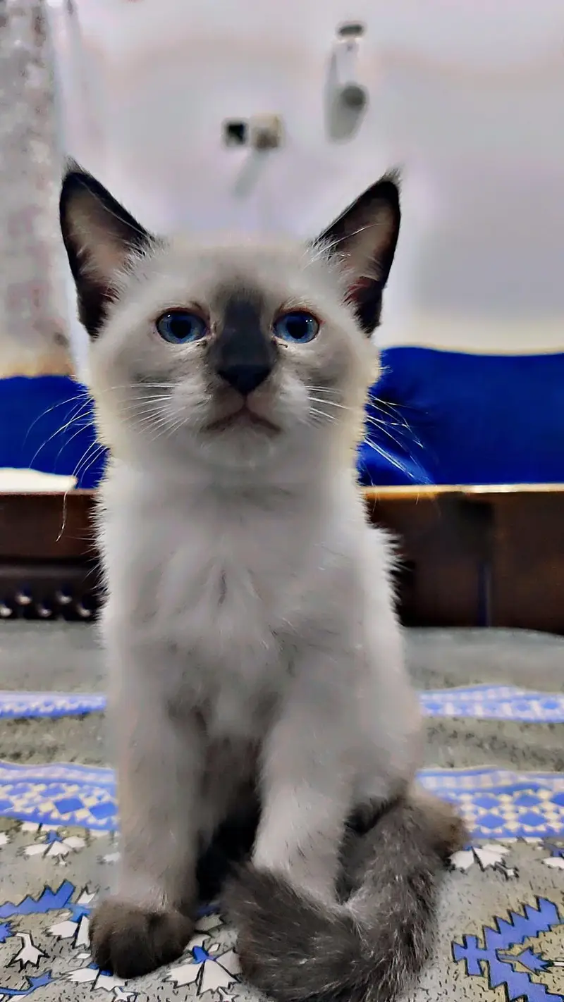 3000 very beautiful breed — photo 2