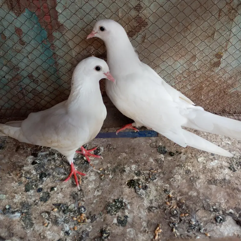 ferozpuri and kamkgar — photo 5