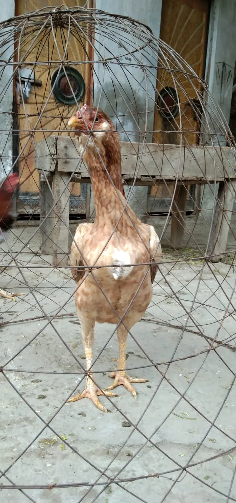 galwa aseel madi +black thi madi aseel for sale [0328-1729770] — photo 2