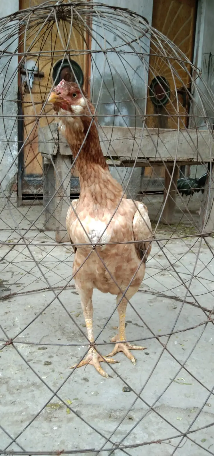 galwa aseel madi +black thi madi aseel for sale [0328-1729770] — photo 3
