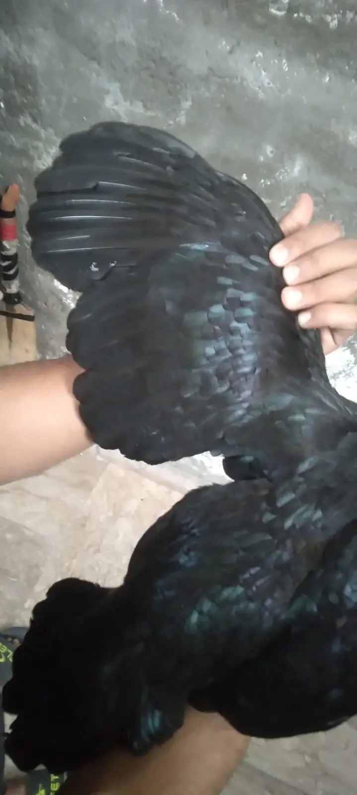 galwa aseel madi +black thi madi aseel for sale [0328-1729770] — photo 5