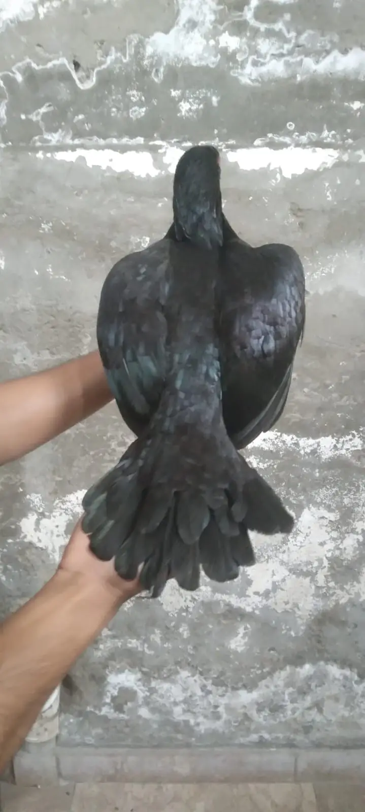 galwa aseel madi +black thi madi aseel for sale [0328-1729770] — photo 6
