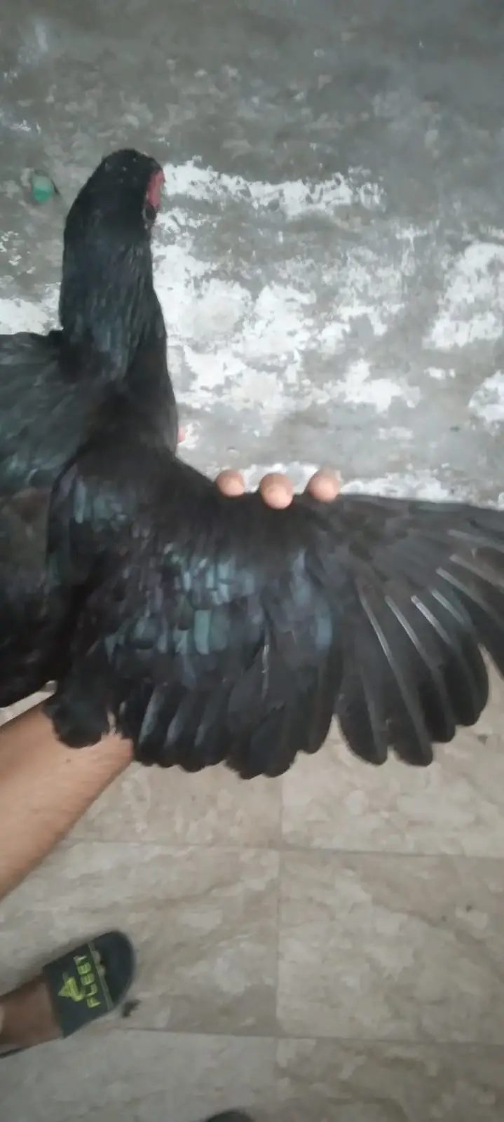 galwa aseel madi +black thi madi aseel for sale [0328-1729770] — photo 7