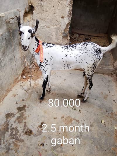 "Healthy 2 Gaban bakriyan + 1 Bakra for sale"
