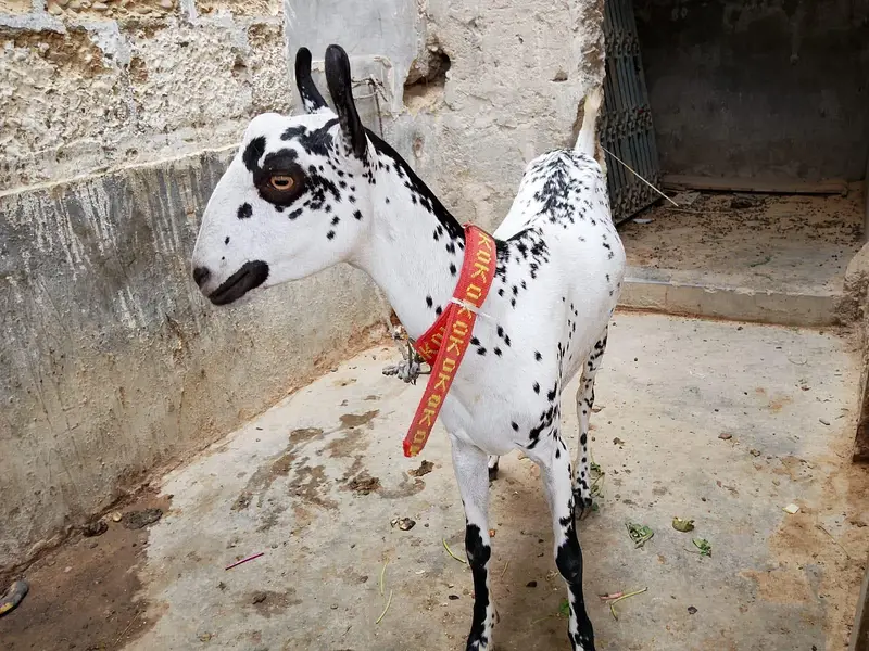 "Healthy 2 Gaban bakriyan + 1 Bakra for sale" — photo 3