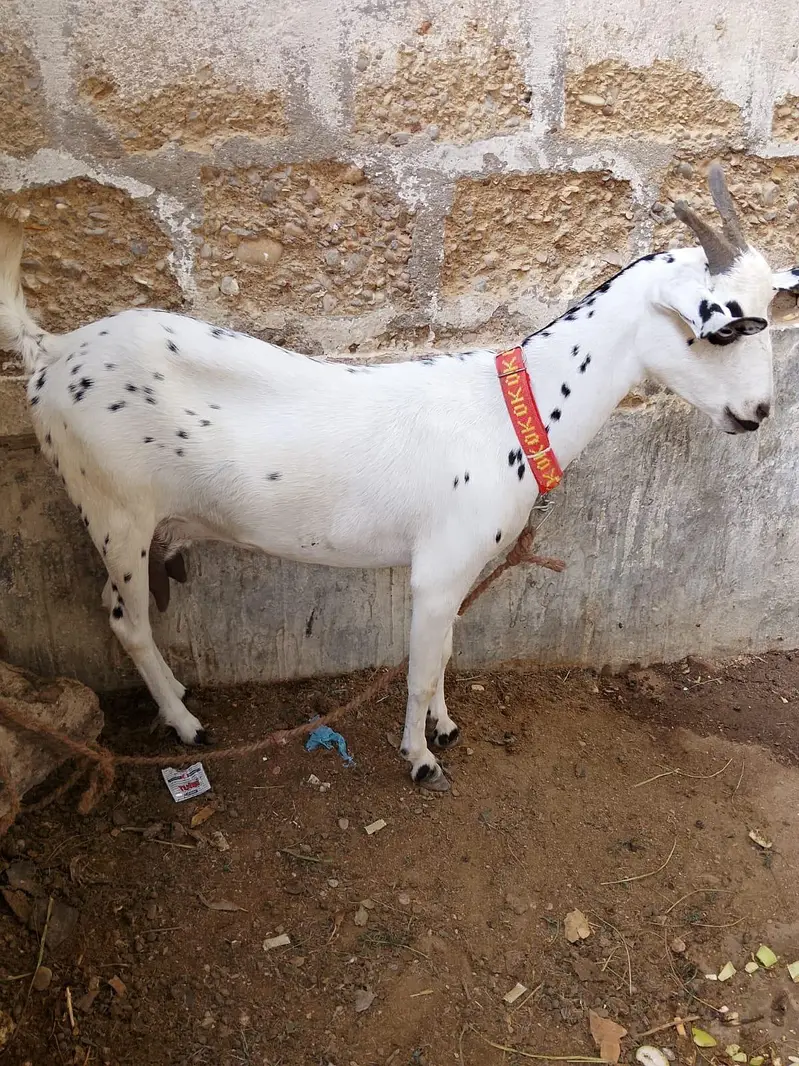 "Healthy 2 Gaban bakriyan + 1 Bakra for sale" — photo 4
