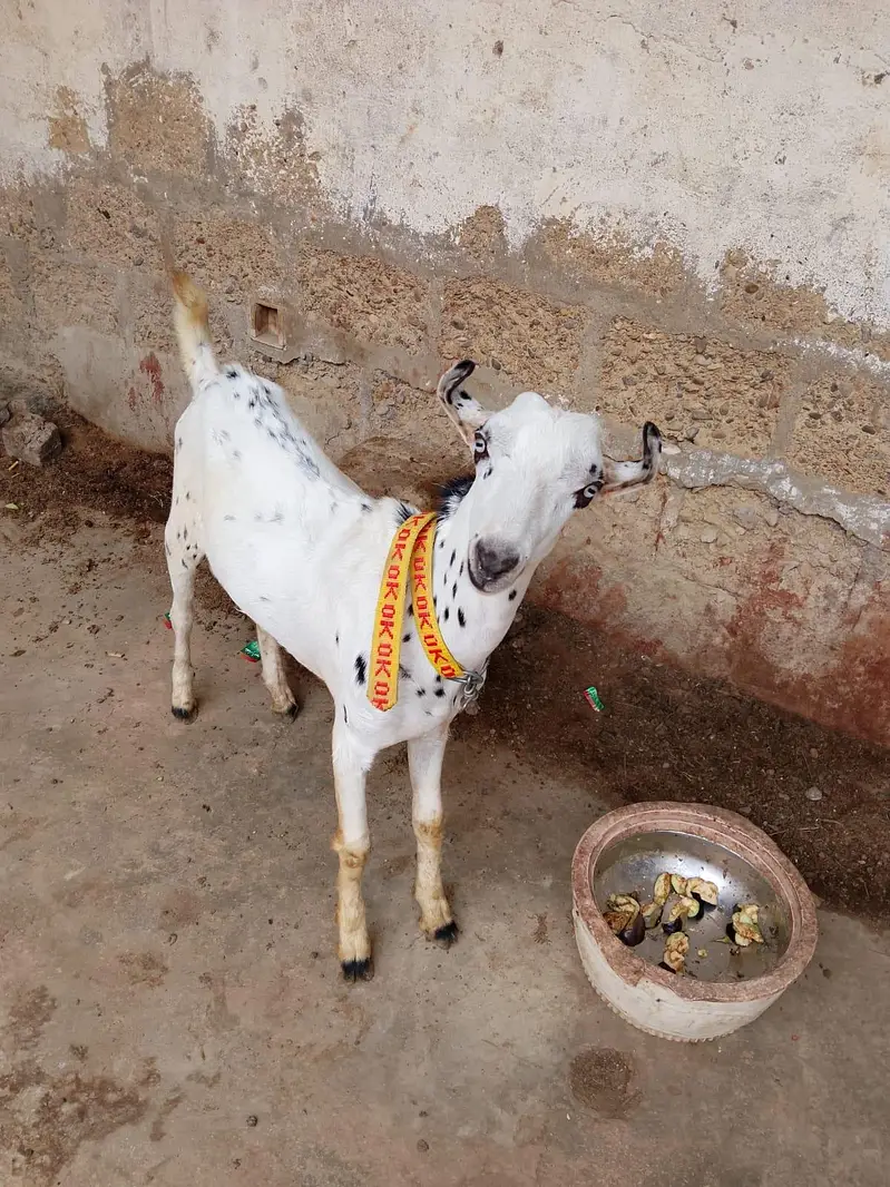 "Healthy 2 Gaban bakriyan + 1 Bakra for sale" — photo 7