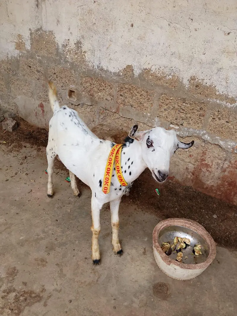 "Healthy 2 Gaban bakriyan + 1 Bakra for sale" — photo 8