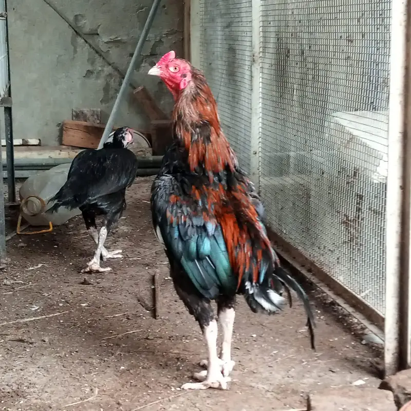 Aseel zarcha lakha pair — photo 2