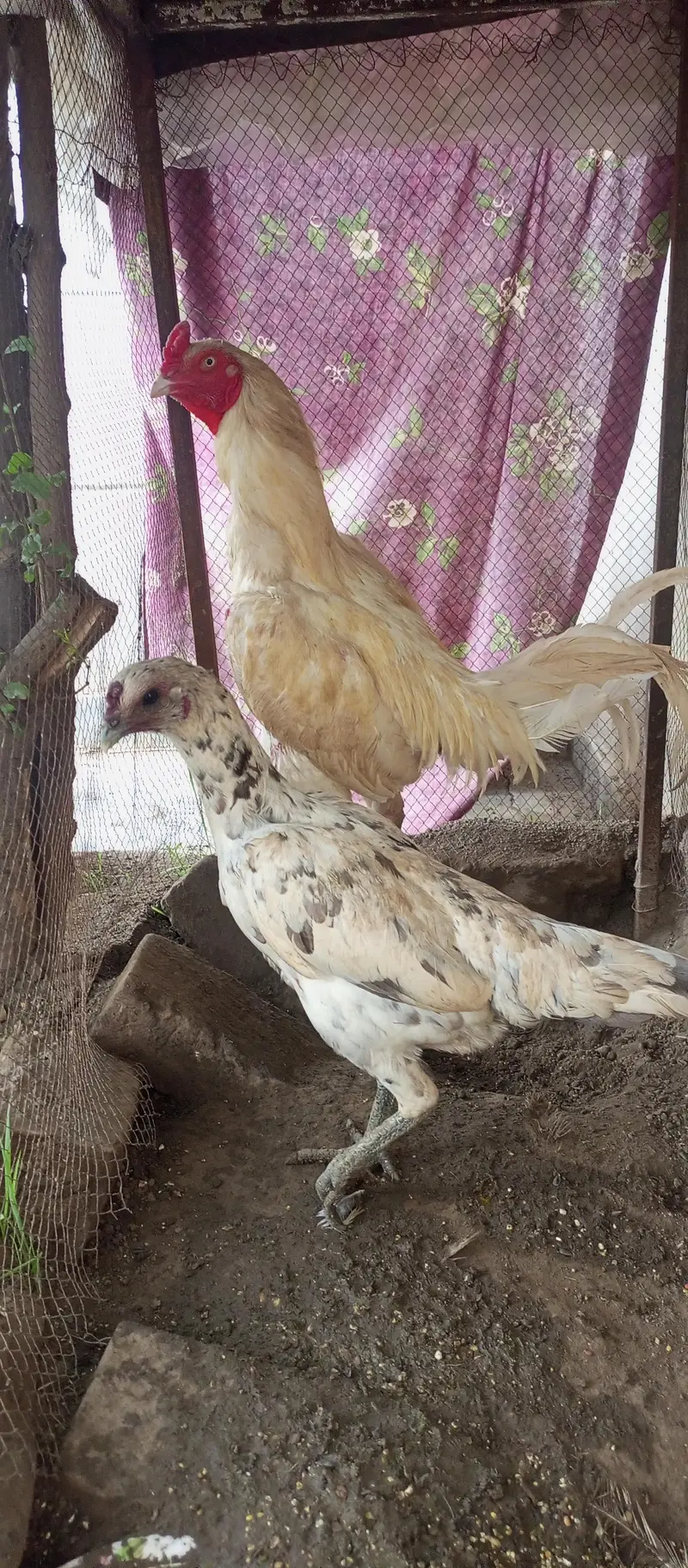 parrot beak iceblue white Turkish chiks — photo 3