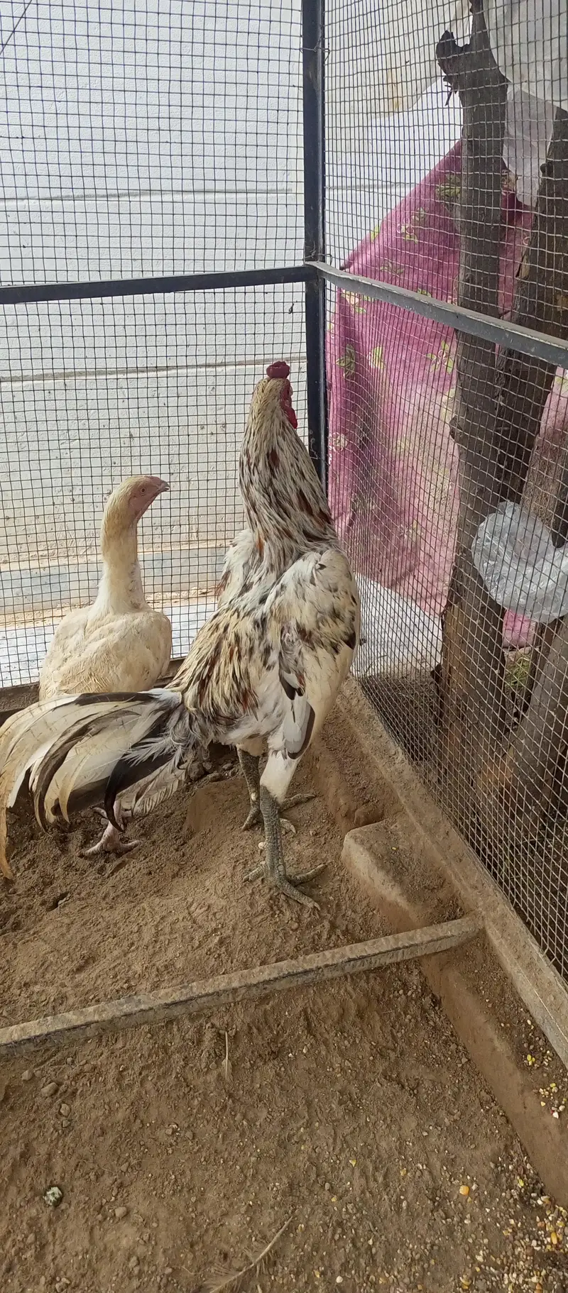 parrot beak iceblue white Turkish chiks — photo 4