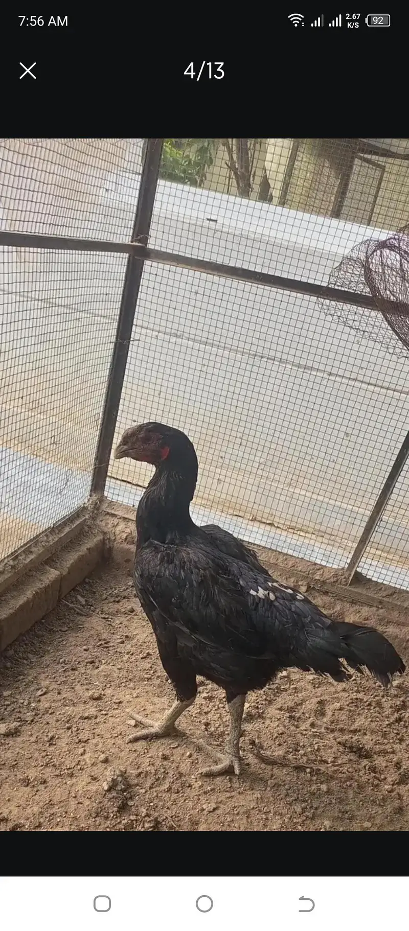 parrot beak iceblue white Turkish chiks — photo 6