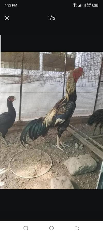 pair or chiks parrot beak iceblue white Turkish