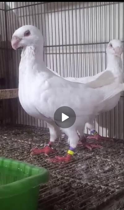 Fancy Birds for Sale