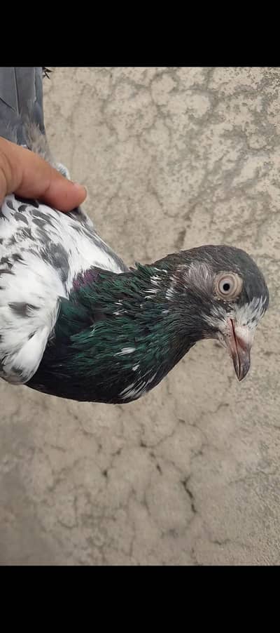 Breeder Teddy Pigeons (Royal Teddy+Jonsira Teddy)