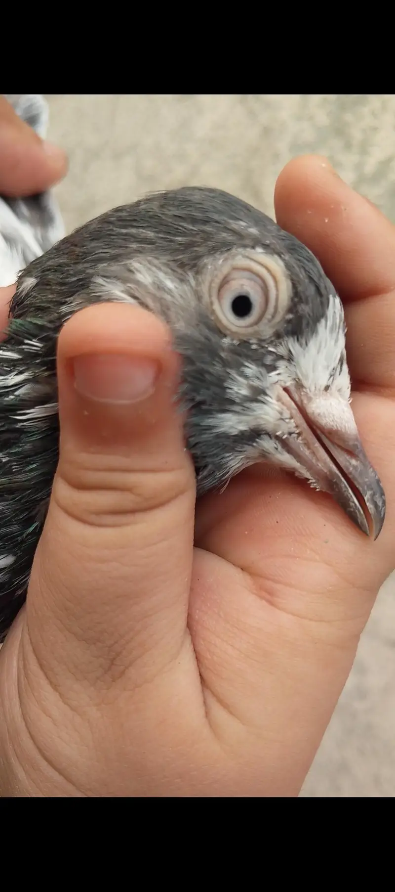 Breeder Teddy Pigeons (Royal Teddy+Jonsira Teddy) — photo 2