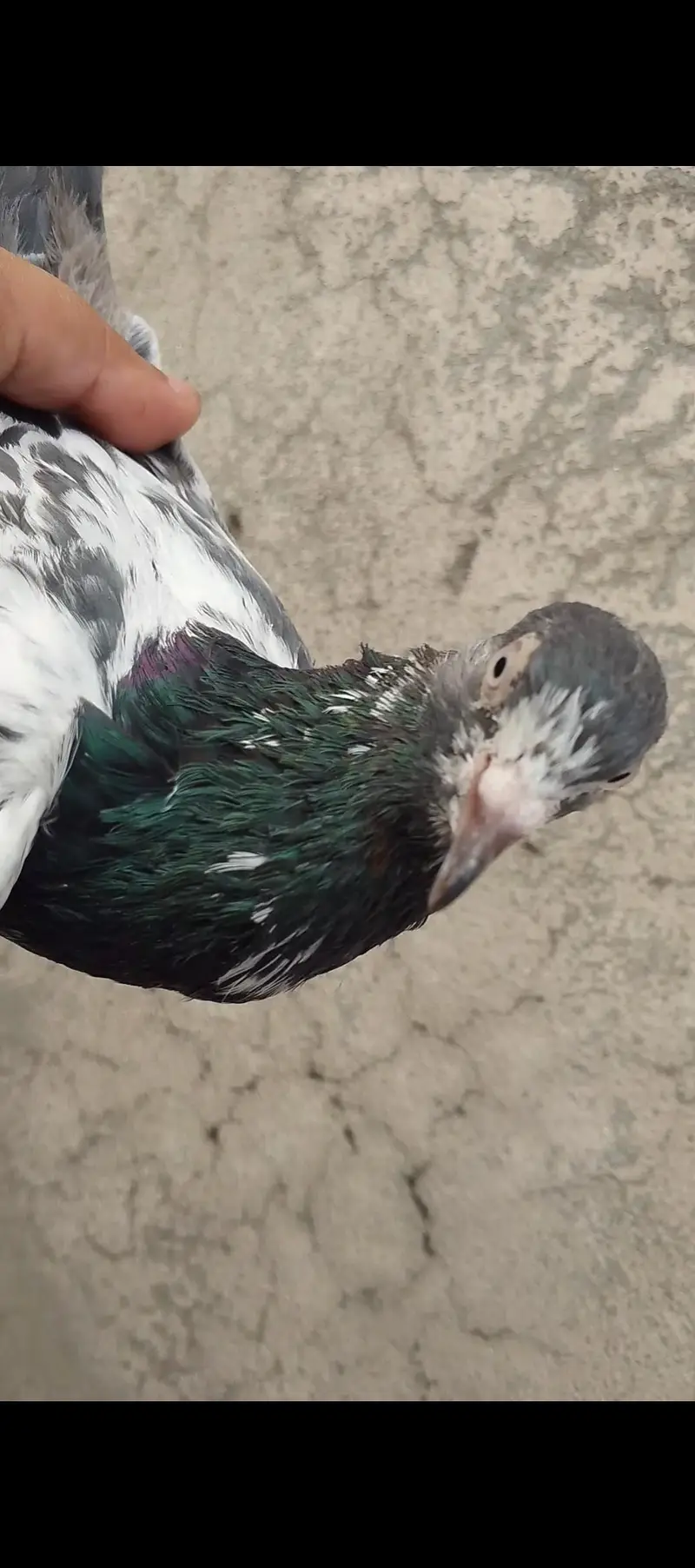 Breeder Teddy Pigeons (Royal Teddy+Jonsira Teddy) — photo 3