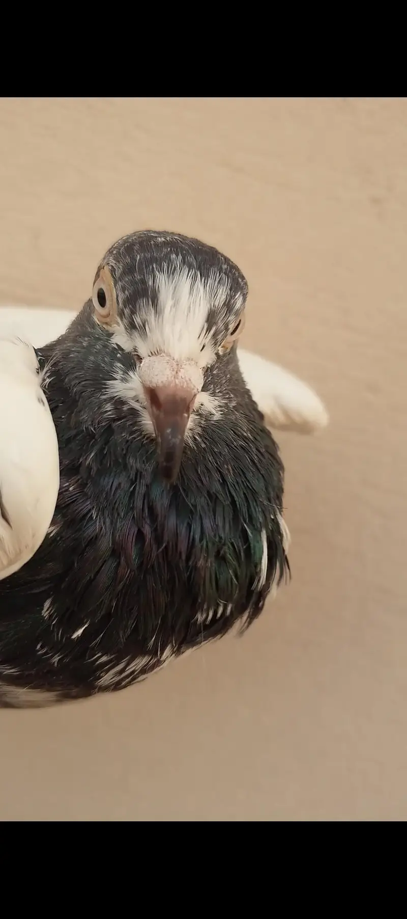 Breeder Teddy Pigeons (Royal Teddy+Jonsira Teddy) — photo 4