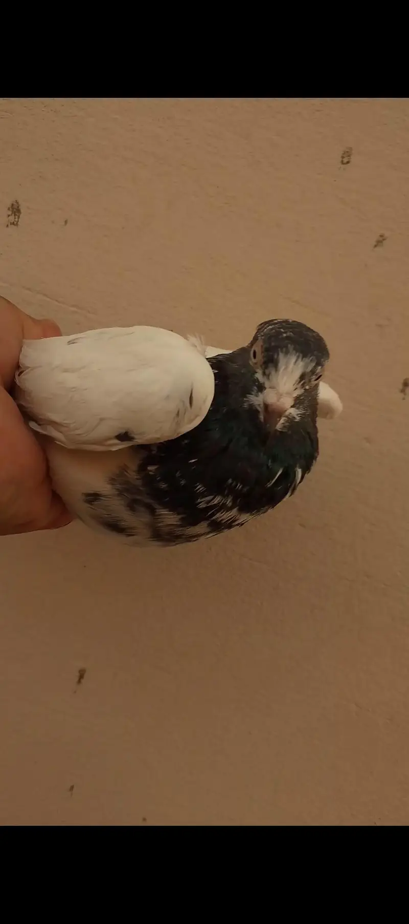 Breeder Teddy Pigeons (Royal Teddy+Jonsira Teddy) — photo 5