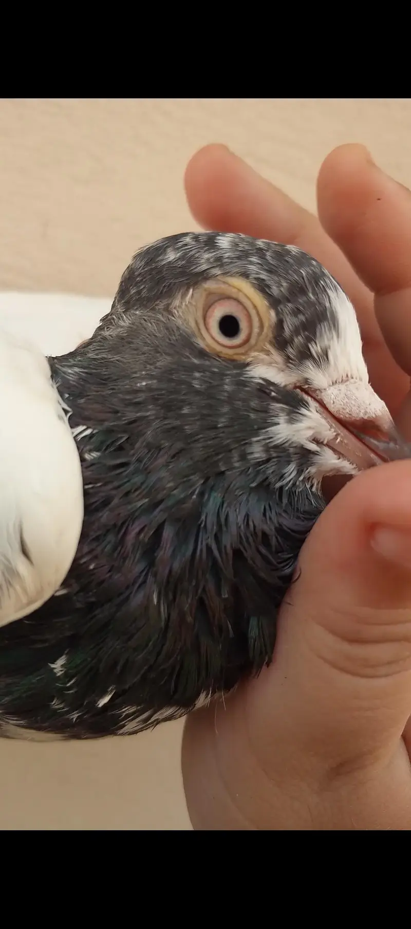Breeder Teddy Pigeons (Royal Teddy+Jonsira Teddy) — photo 6