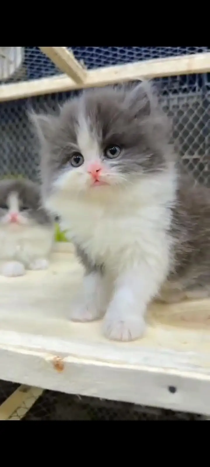 Quality Persian Punch Face cat &kittens 03476305771 WhatsApp — photo 3