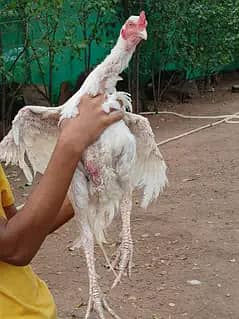 Aeel   heera pathay and black aseel  hen