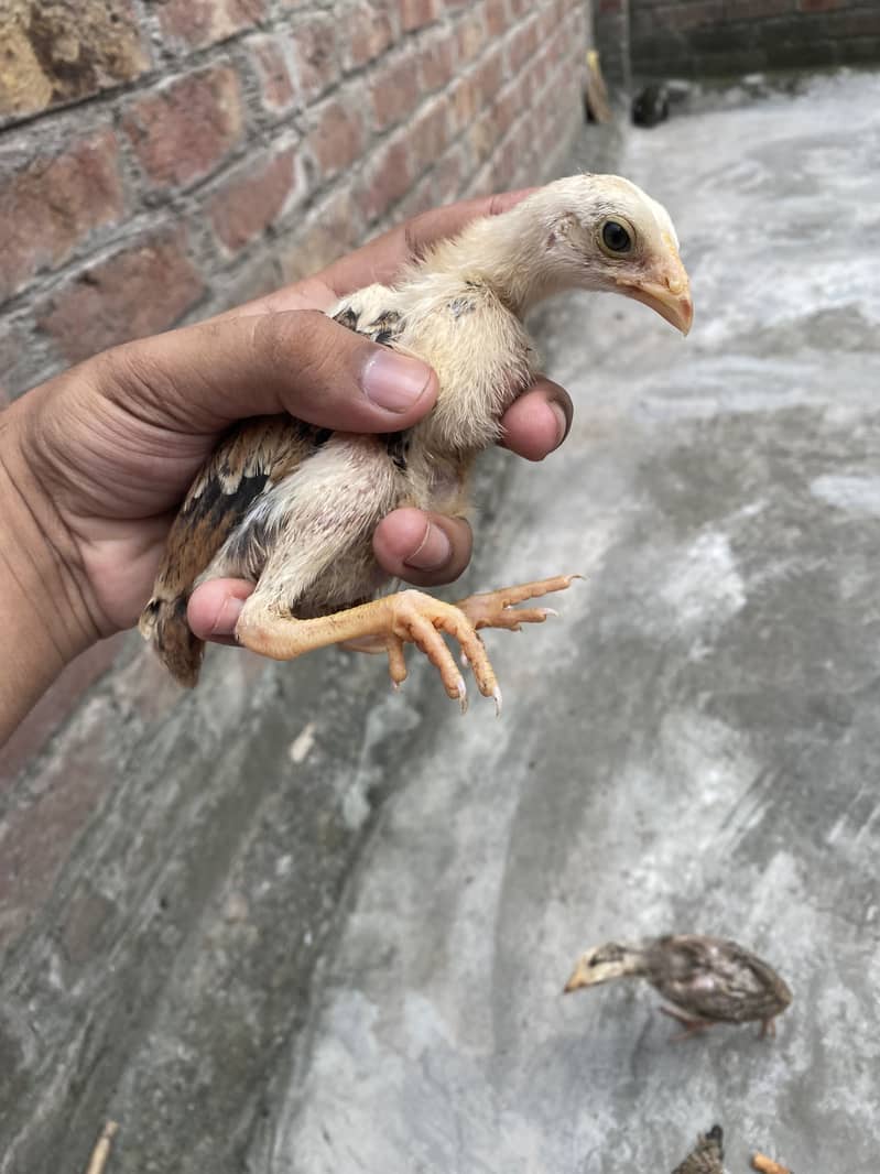 Sindhi breed chicks 0