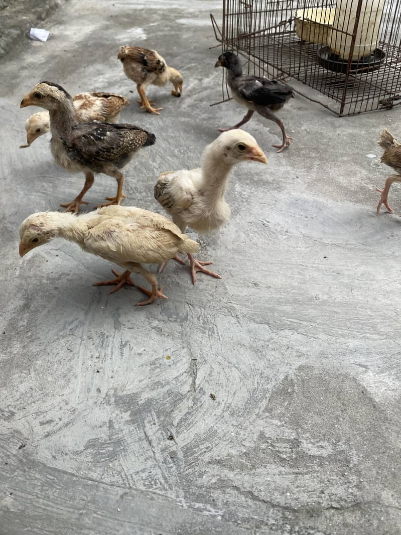 Sindhi breed chicks 1