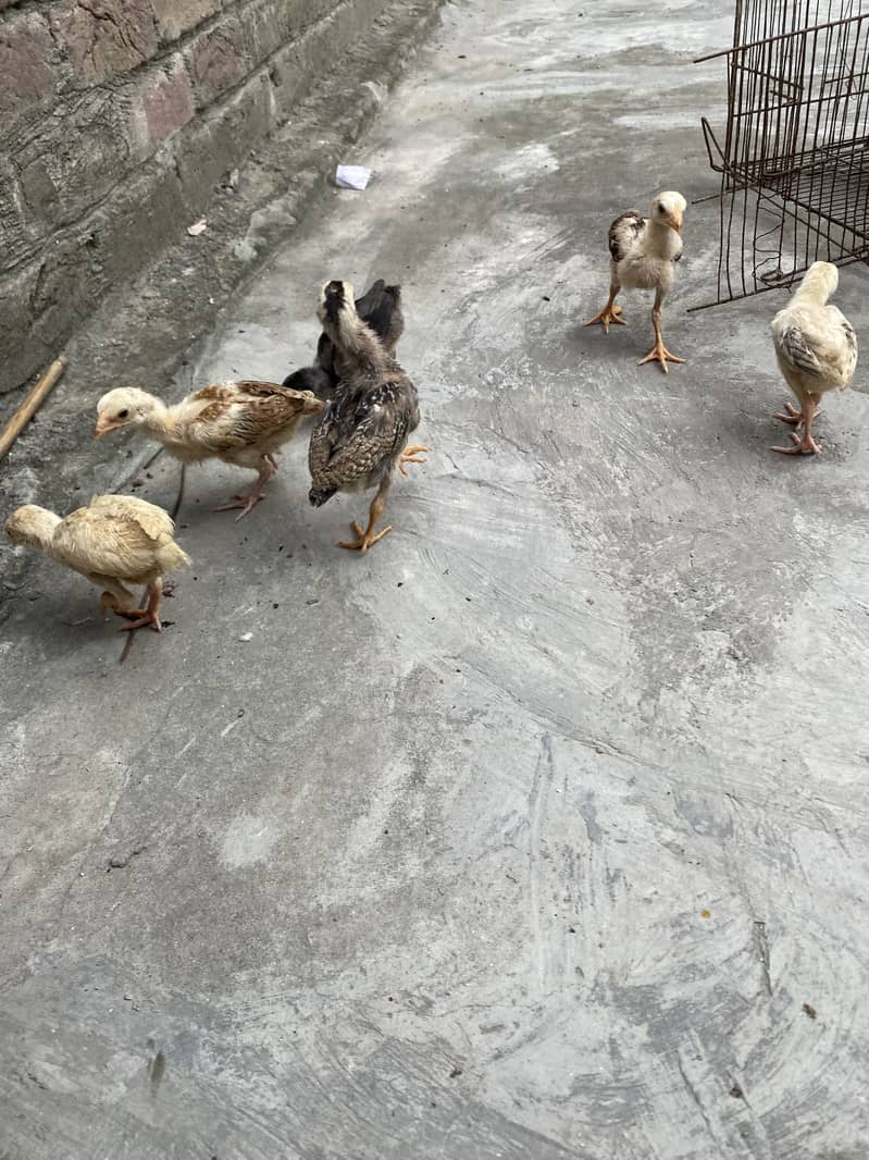 Sindhi breed chicks 2