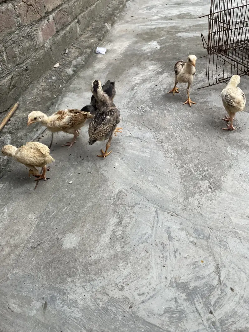 Sindhi breed chicks — photo 3