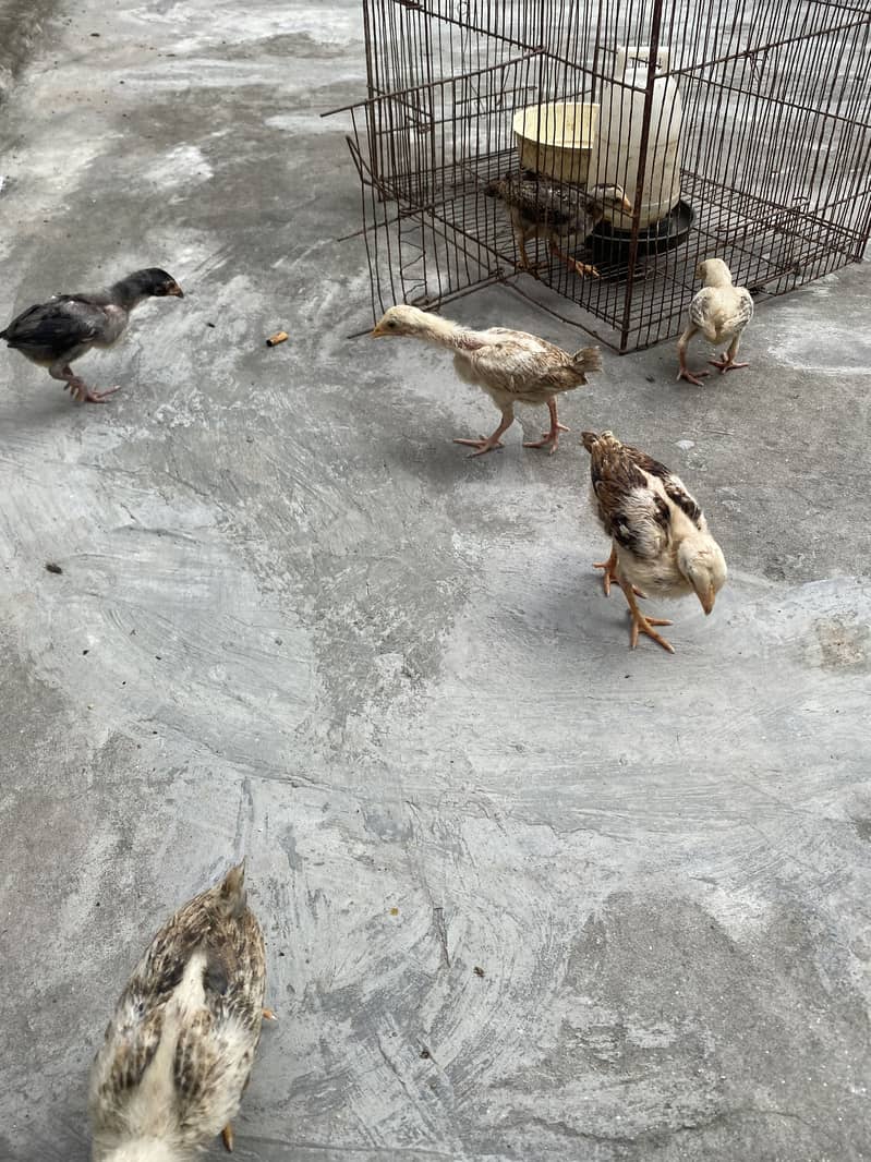 Sindhi breed chicks 3