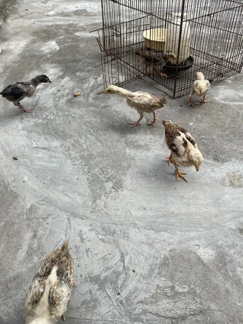 Sindhi breed chicks — photo 4