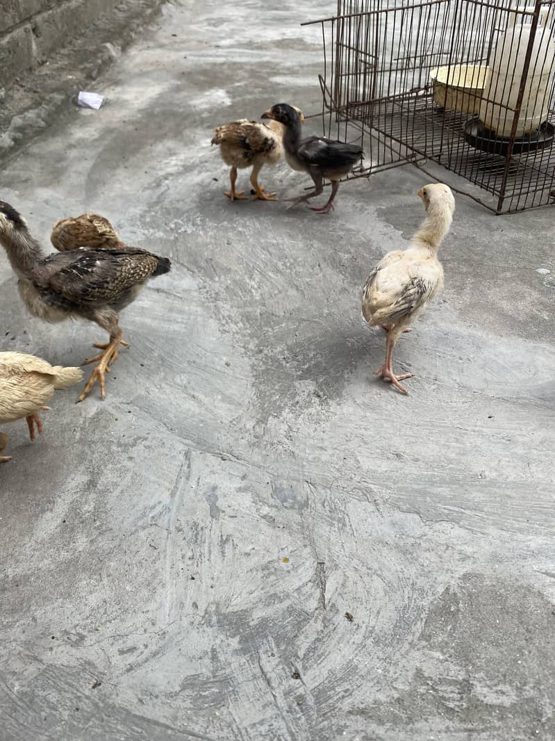 Sindhi breed chicks 4